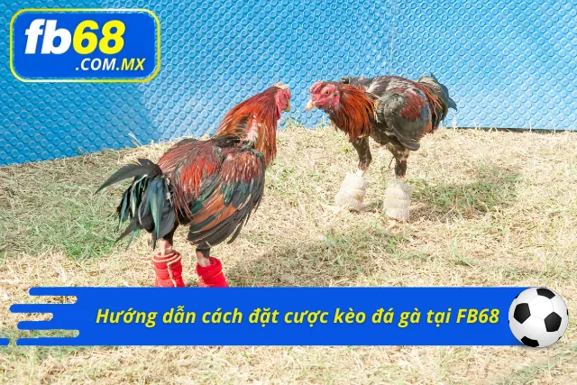 Đặt cược kèo đá gà tại nhà cái vô cùng đơn giản, nhanh chóng